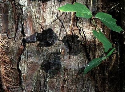 Hoe te poison ivy vertellen van poison oak. Fysieke beschrijving.