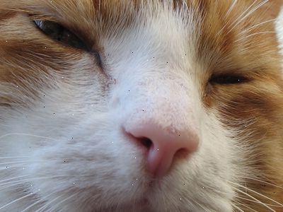Hoe maak je een niezen kat te behandelen met een huis remedie