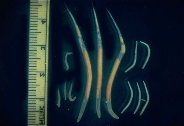 Hoe te draadwormen te behandelen. Maden zijn de meest voorkomende parasitaire infectie in de europe.